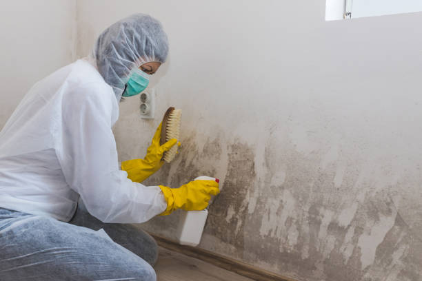 Best Professional Mold Removal  in Rockville, MD