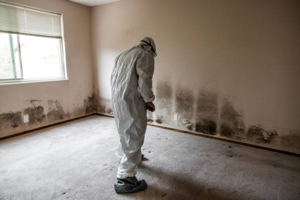 Best Mold Removal and Inspection  in Rockville, MD