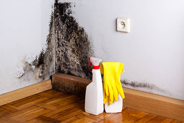 Mold Removal Process in Rockville, MD