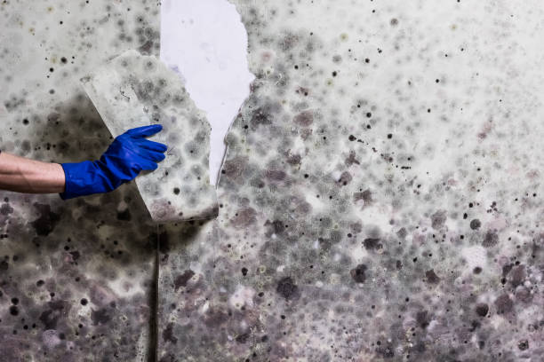 Best Same-Day Mold Removal  in Rockville, MD