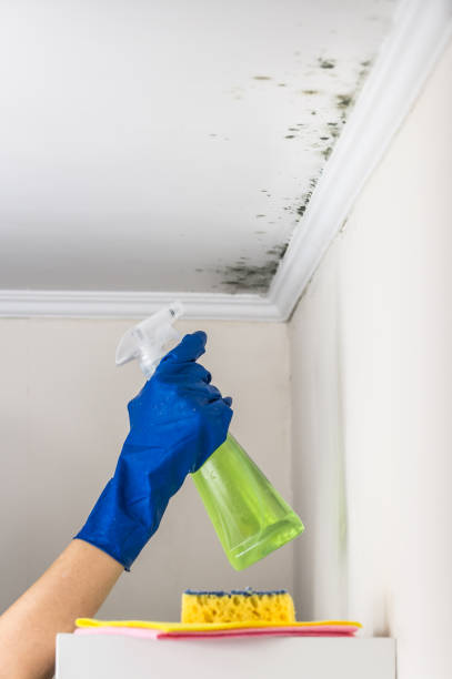 Reliable Rockville, MD Mold Removal Solutions