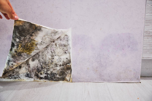  Rockville, MD Mold Removal Pros